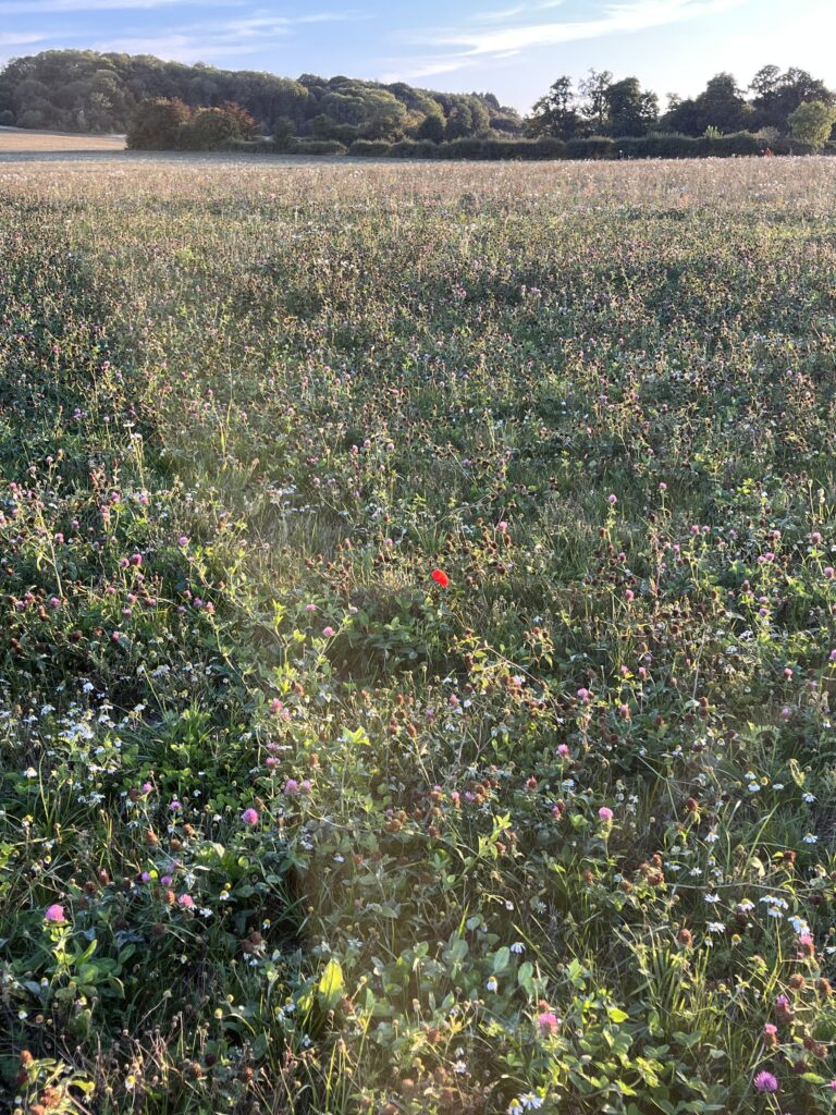 A photo of a single red poppy in a countryside field near Harlaxton Manor.